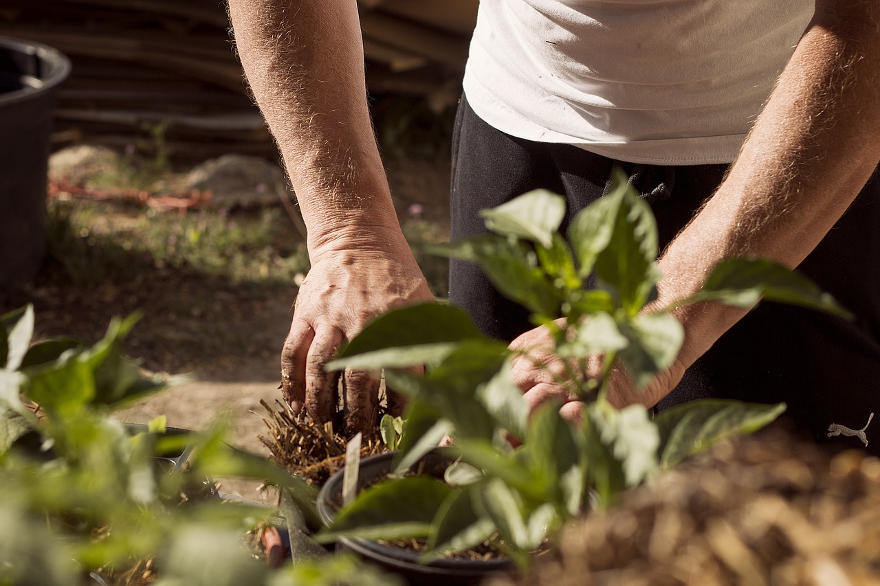 zoom sur main qui tient une plante à planter
